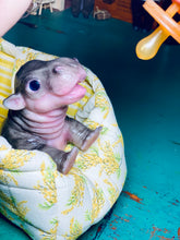 Load image into Gallery viewer, CUSTOM Full body silicone baby Hippo
