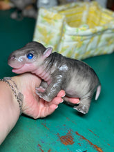 Load image into Gallery viewer, CUSTOM Full body silicone baby Hippo
