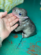 Load image into Gallery viewer, CUSTOM Full body silicone baby Hippo
