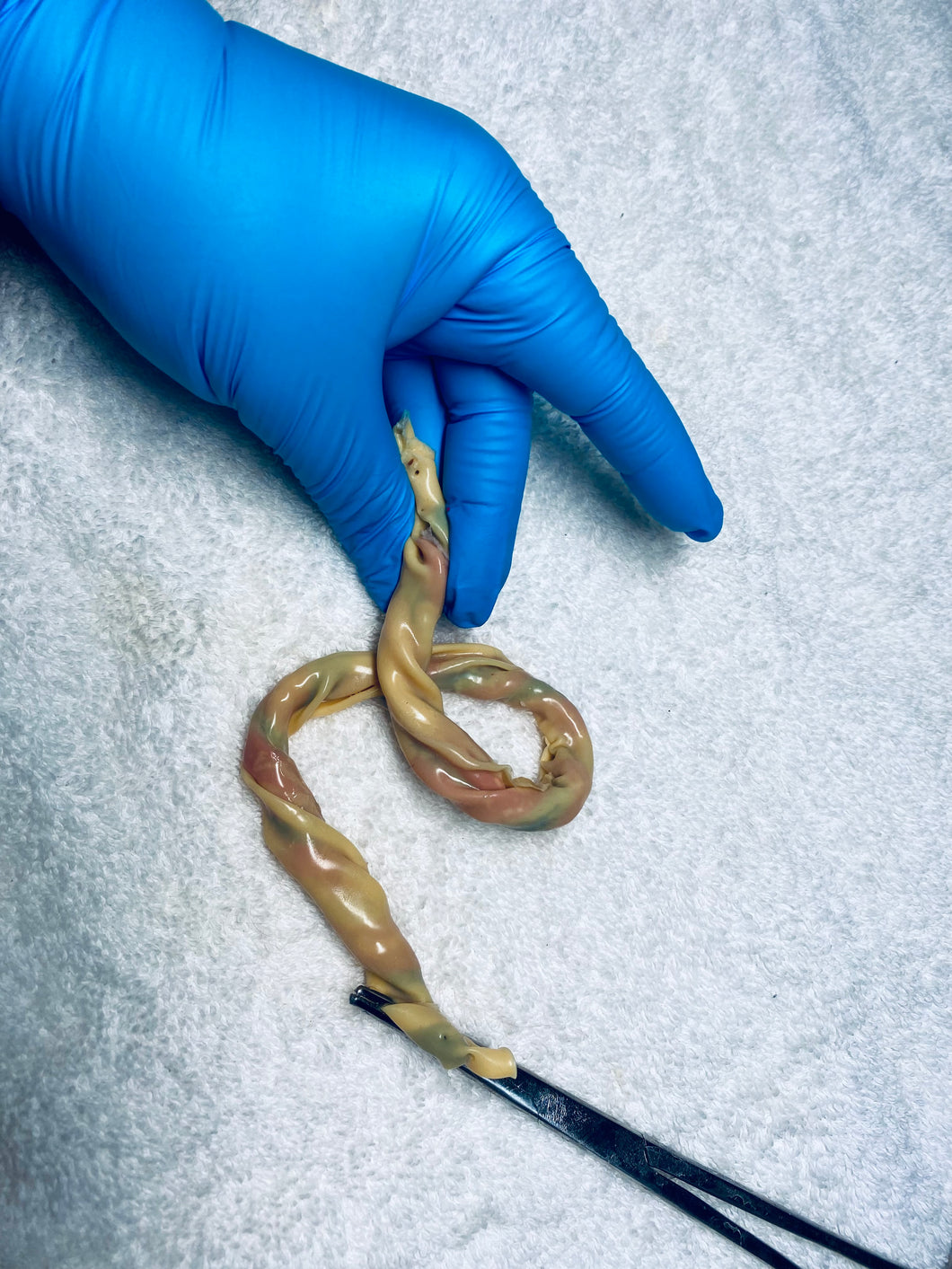 Umbilical cord in silicone (various sizes)