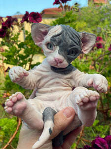 NOT AVAILABLE  Full body silicone sphinx kitten