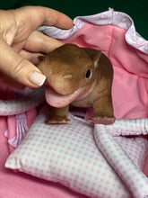 Load image into Gallery viewer, AVAILABLE Full body silicone baby Hippo
