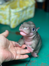 Load image into Gallery viewer, CUSTOM Full body silicone baby Hippo
