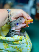 Load image into Gallery viewer, CUSTOM Full body silicone baby Hippo
