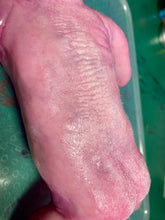 Load image into Gallery viewer, CUSTOM Full body silicone baby boy crier 12&quot; ROOTED
