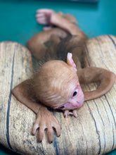 Load image into Gallery viewer, Full body silicone baby monkey Bibi in super soft marshmallow blend
