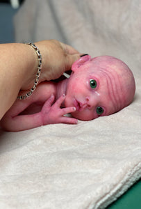 CUSTOM Prototype full body Silicone premature baby doll Amelia (baby girl ) in soft blend with armatures