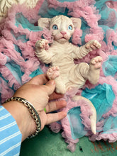 Load image into Gallery viewer, NOT AVAILABLE  Full body silicone white sphinx kitten

