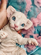Load image into Gallery viewer, NOT AVAILABLE  Full body silicone white sphinx kitten
