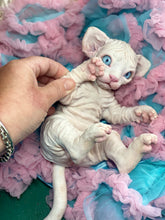 Load image into Gallery viewer, NOT AVAILABLE  Full body silicone white sphinx kitten
