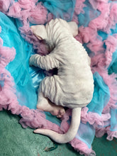 Load image into Gallery viewer, NOT AVAILABLE  Full body silicone white sphinx kitten
