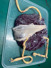 Load image into Gallery viewer, Fake silicone placenta with attached umbilical cords - Painted &amp; glazed  (soft blend platinum cure silicone)
