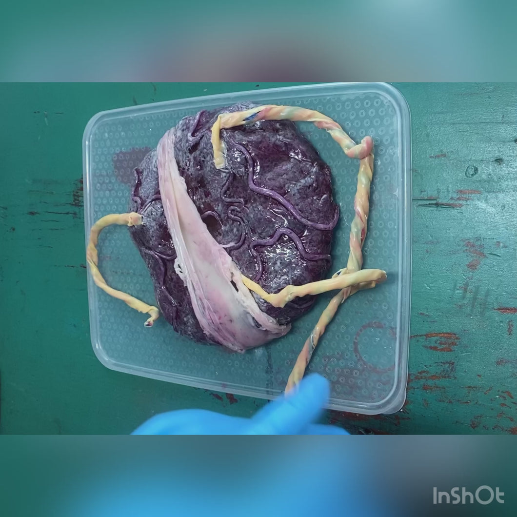 Fake silicone placenta with attached umbilical cords - Painted & glazed  (soft blend platinum cure silicone)