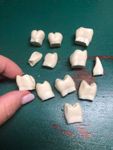 Load image into Gallery viewer, Set of human teeth (resin replica)
