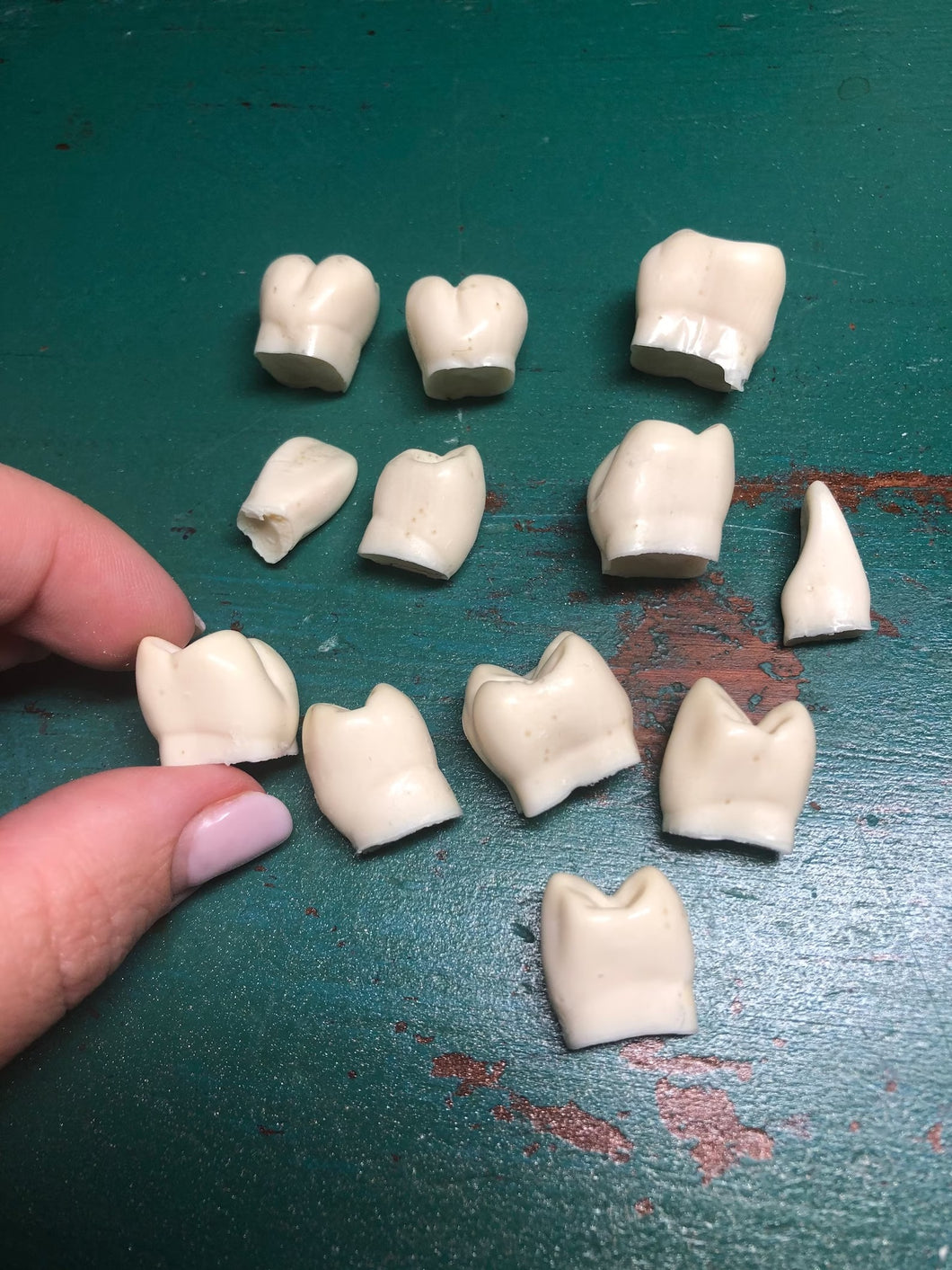 Set of human teeth (resin replica)