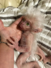 Load image into Gallery viewer, Full body silicone baby albino monkey Bibi in super soft marshmallow blend
