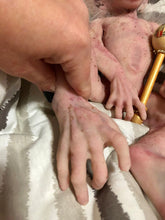 Load image into Gallery viewer, Full body silicone baby albino monkey Bibi in super soft marshmallow blend
