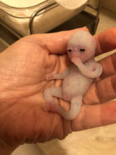 Load image into Gallery viewer, AVAILABLE full body silicone fantasy mini kit Leo( baby boy) in super soft blend glow in the dark- project “I exist!”
