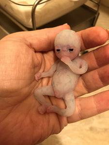 AVAILABLE full body silicone fantasy mini kit Leo( baby boy) in super soft blend glow in the dark- project “I exist!”