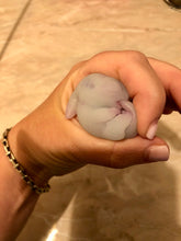 Load image into Gallery viewer, Custom full body silicone mini alien (alien fetus)
