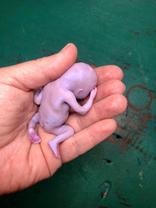 CUSTOM full body silicone fantasy mini kit Leo( baby boy) in super soft blend - project “I exist!”