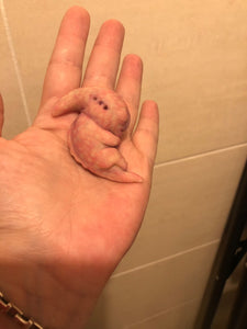AVAILABLE Prototype full body silicone mini alien (alien fetus)