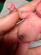 Load image into Gallery viewer, Prototype full body silicone mini baby Milly 4.5” in super soft blend asleep bald with belly button stamp
