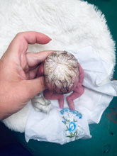 Load image into Gallery viewer, Custom full body silicone mini kit Kenzo 8” in super soft blend with 3D skin effect ROOTED
