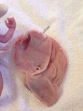 Load image into Gallery viewer, Full body silicone baby girl Adriana with 5&quot; cord &amp; placenta
