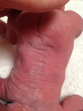 Load image into Gallery viewer, Full body silicone baby girl crier 12&quot; Bald
