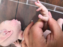 Load image into Gallery viewer, Full body silicone fantasy Snow baby girl
