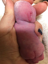 Load image into Gallery viewer, Full body silicone mini baby doll Nena in super soft blend with 3D encapsulated skin effect 4&quot; (bald)
