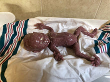 Load image into Gallery viewer, Full body silicone baby girl crier 12&quot; Bald
