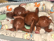 Load image into Gallery viewer, Full body silicone Lana elephants (TWINS)
