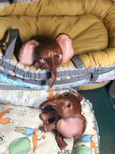 Load image into Gallery viewer, Boo boo Full body silicone Lana elephant baby girl
