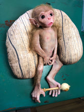 Load image into Gallery viewer, Full body silicone baby monkey Bibi in super soft marshmallow blend

