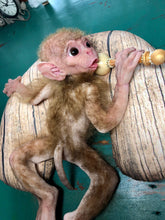 Load image into Gallery viewer, Full body silicone baby monkey Bibi in super soft marshmallow blend
