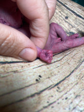 Load image into Gallery viewer, CUSTOM full body silicone mini baby Lucas in soft blend asleep bald
