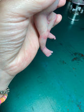 Load image into Gallery viewer, CUSTOM full body silicone mini baby Lucas in soft blend asleep bald
