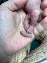 Load image into Gallery viewer, CUSTOM full body silicone mini baby Lucas in soft blend asleep bald
