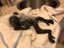 Load image into Gallery viewer, Full body silicone mini baby monkey in marshmallow soft blend
